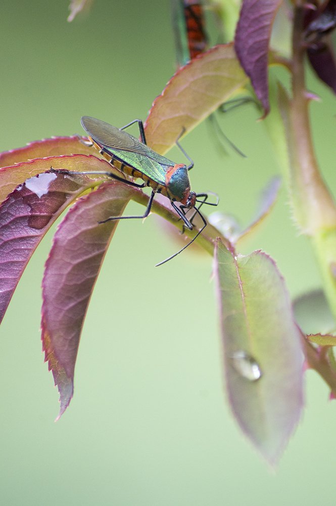 Photograph by Adolfo A. Alayón C.