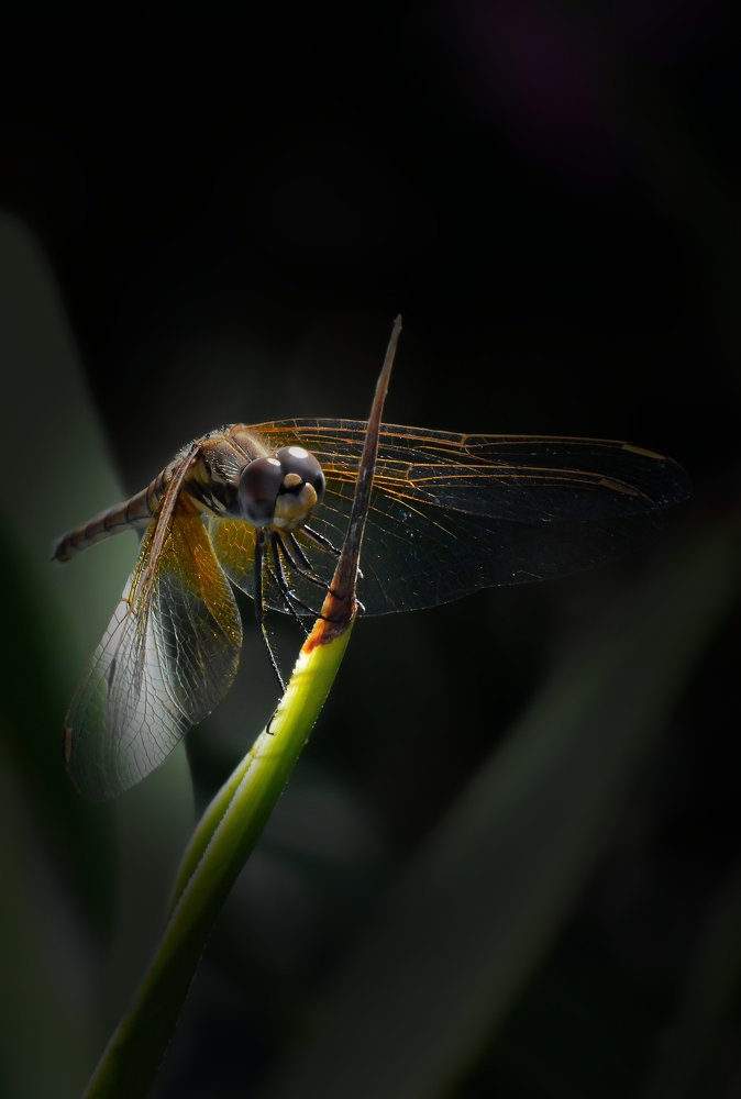 Dragonfly