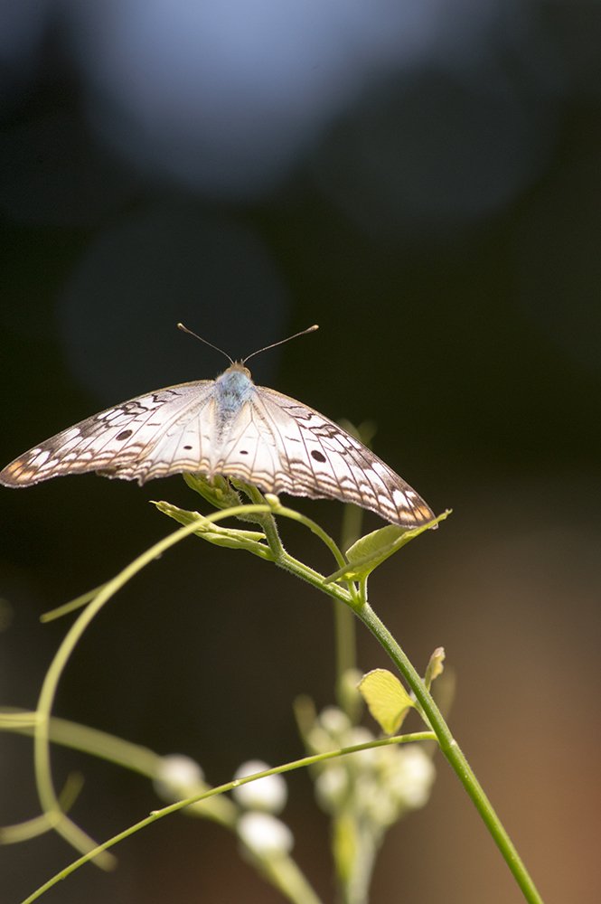 Photograph by Adolfo A. Alayón C.