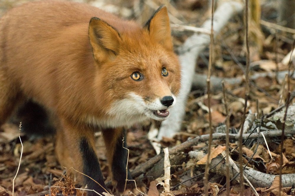 Лисицу сыр пленил...
