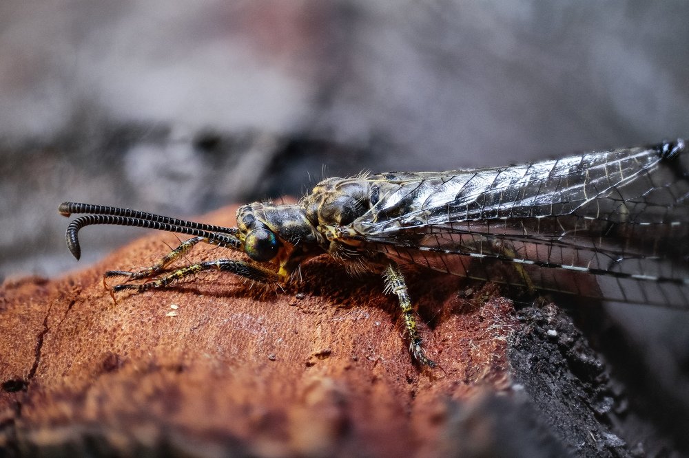 Муравьиный лев