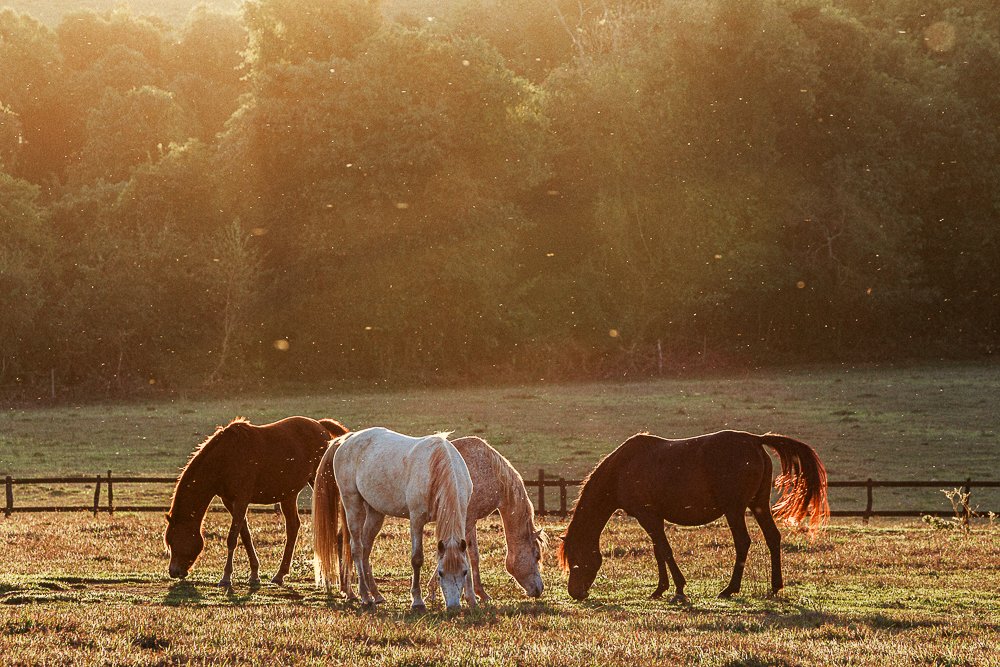 Photograph by Giancarlo Cornoló