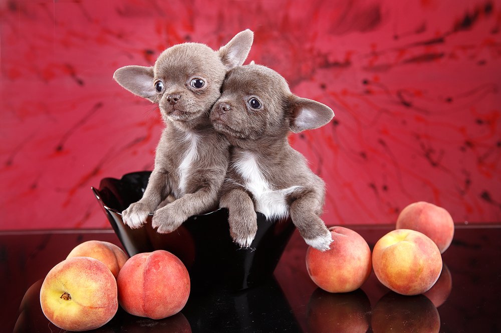 Photograph by наталья жданюк