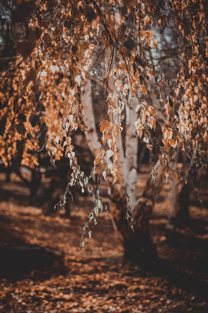 Photograph by Veronika Trubnikova