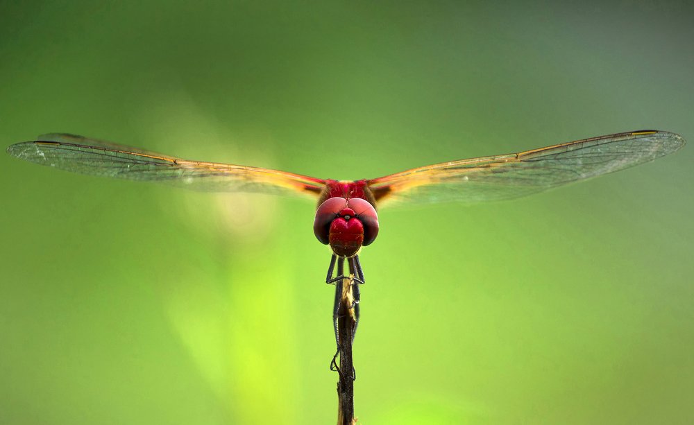 Photograph by Ehsanul Siddiq Aranya