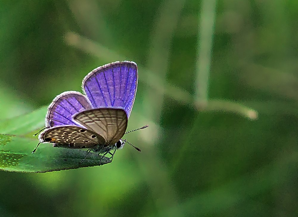Photograph by Ehsanul Siddiq Aranya