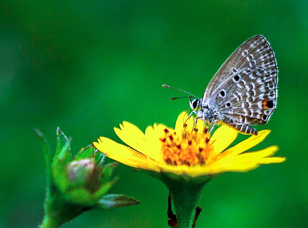 Photograph by Ehsanul Siddiq Aranya