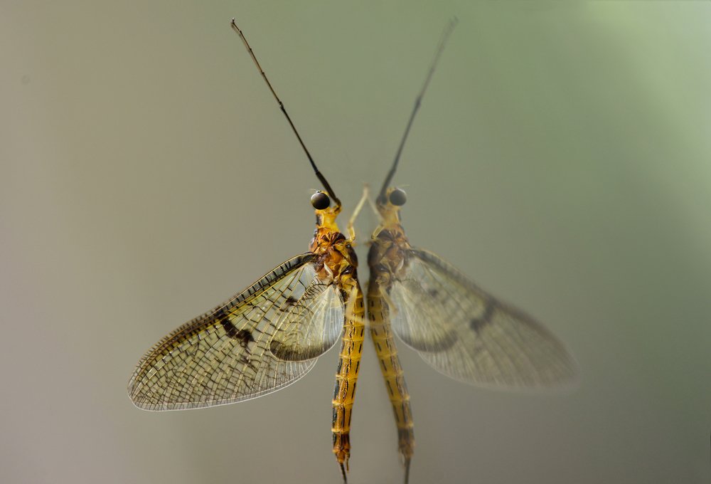 Photograph by Олег Урасов