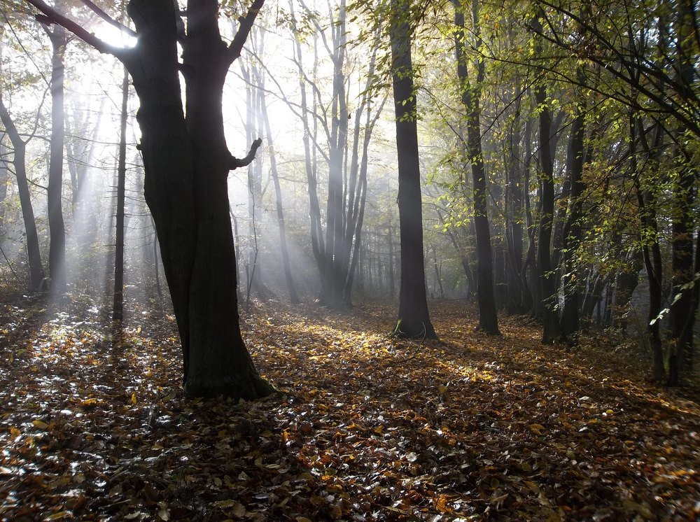 Горски лъчи