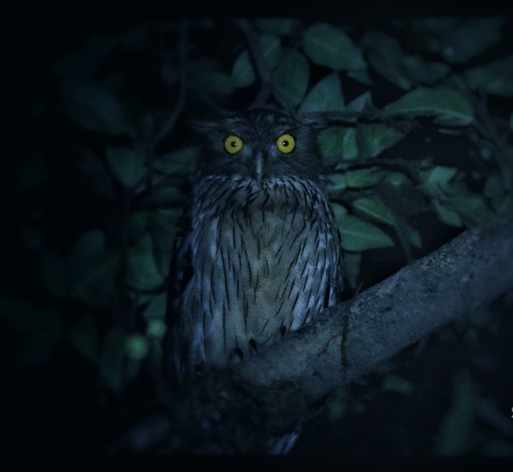 Midnight with Fish Owl