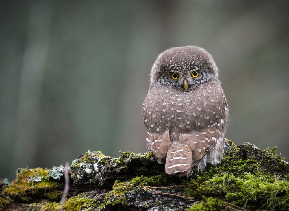 Круговой обзор.