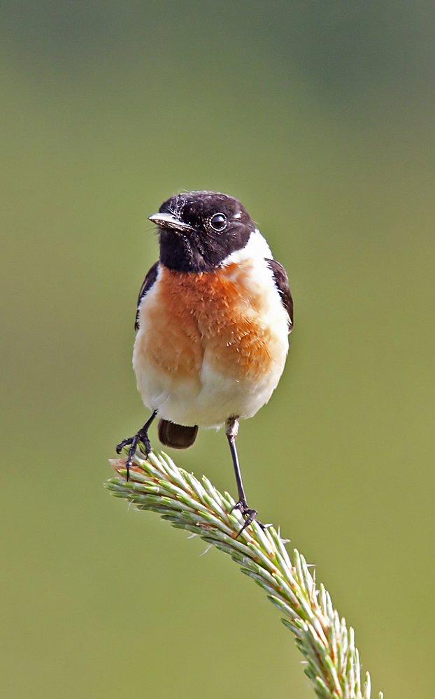 Наблюдатель