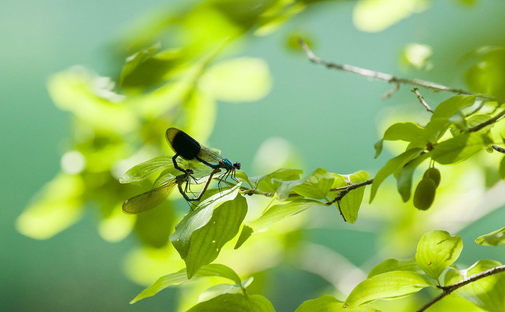 Photograph by Елена Покрепа