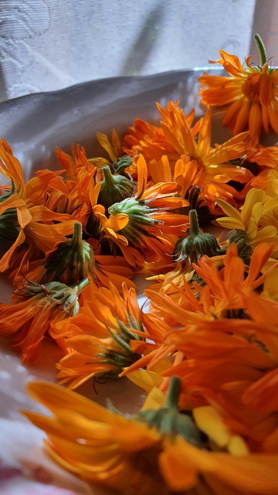 Фотография автора Римма Савина