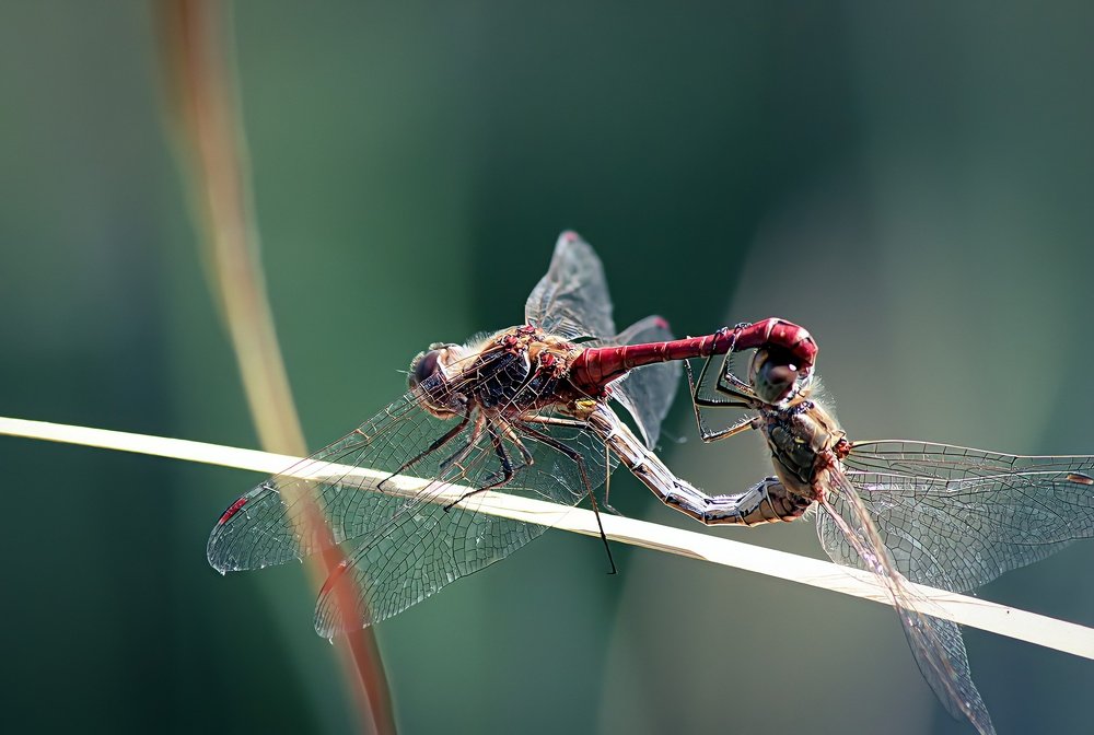 Photograph by Андрей Потапов