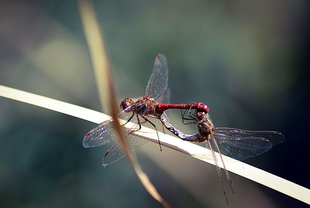 Photograph by Андрей Потапов