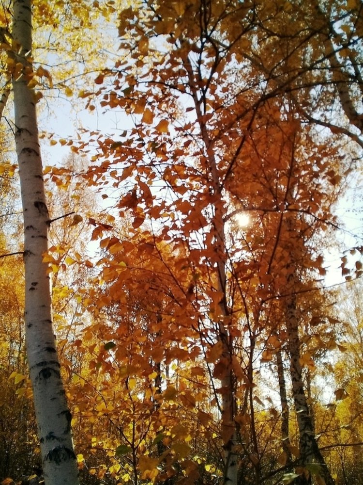 Photograph by Мария Коробова