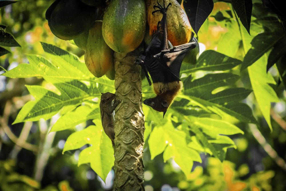 Photograph by SUJITH VARGHESE