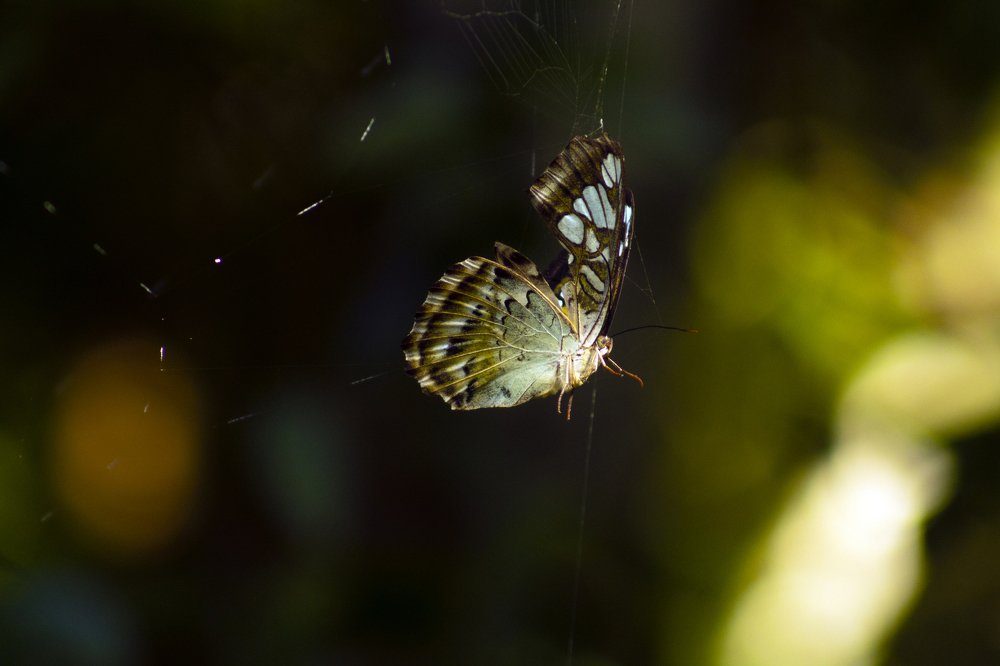 Photograph by SUJITH VARGHESE