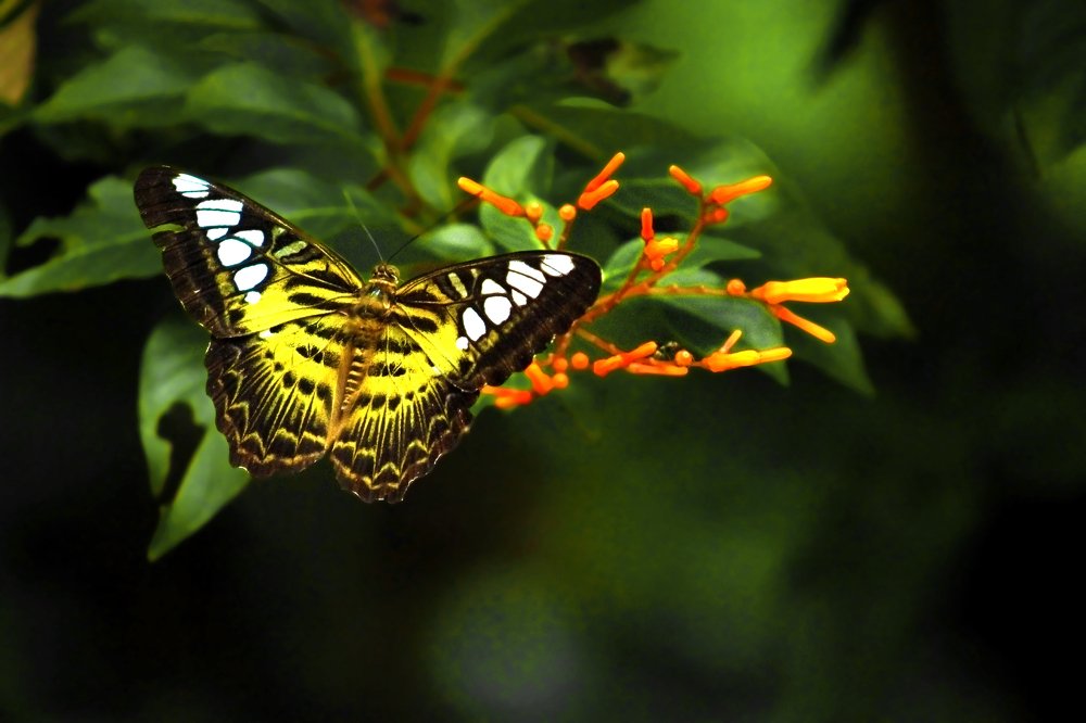 Photograph by SUJITH VARGHESE