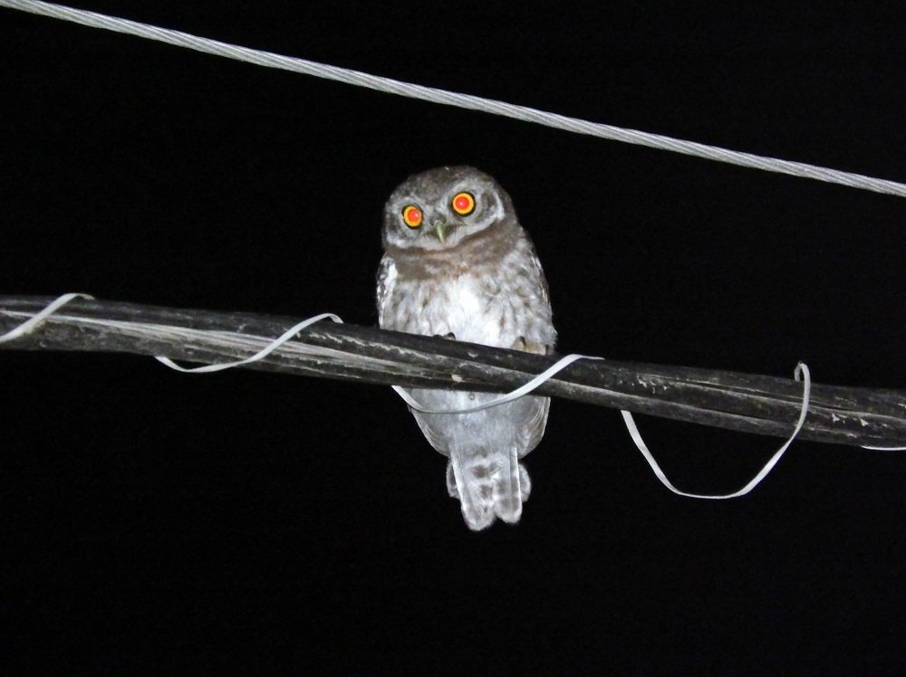 Photograph by Bhagirath Trivedi