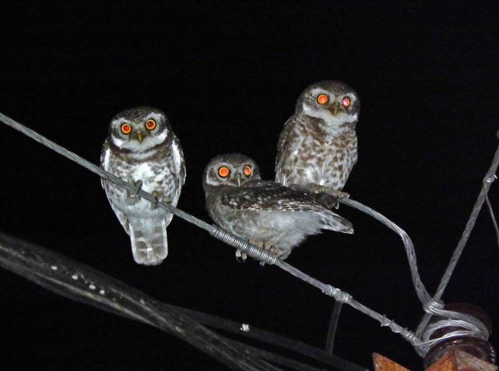 Photograph by Bhagirath Trivedi