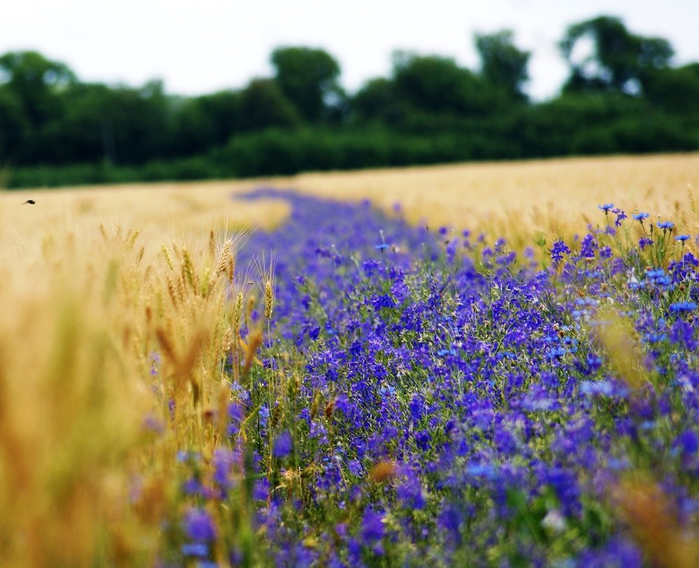 Дорога в лето.