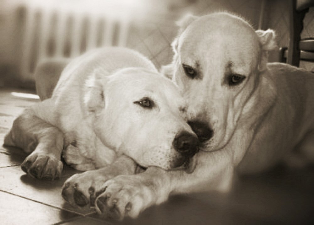 Photograph by Ирина Зима