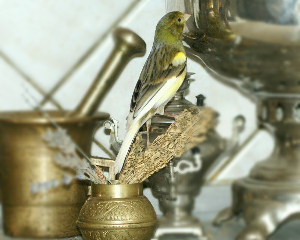 Photograph by Ирина Зима