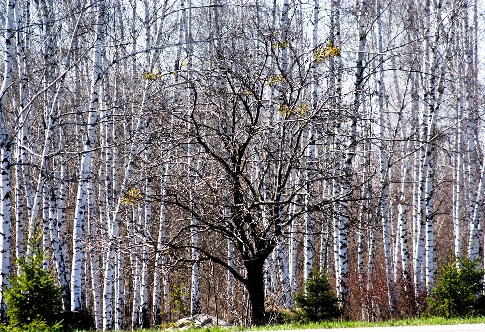 Весеннее пробуждение.