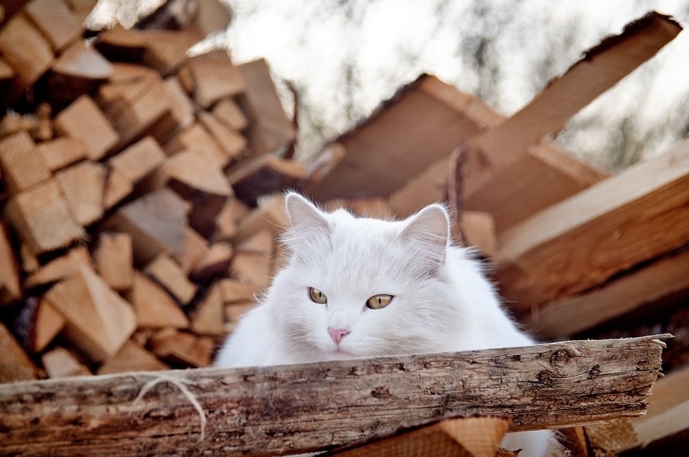 Photograph by Юлия Хаванова