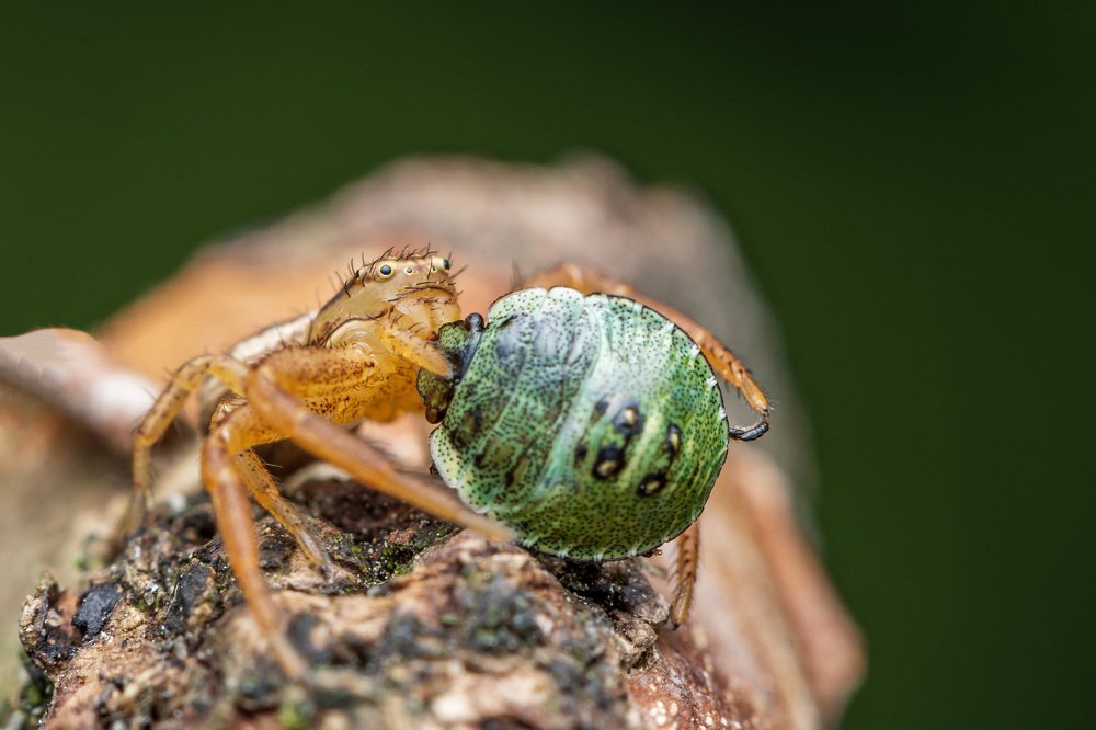 Photograph by heymans Tiffany