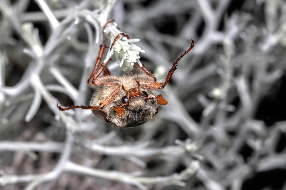 Photograph by heymans Tiffany