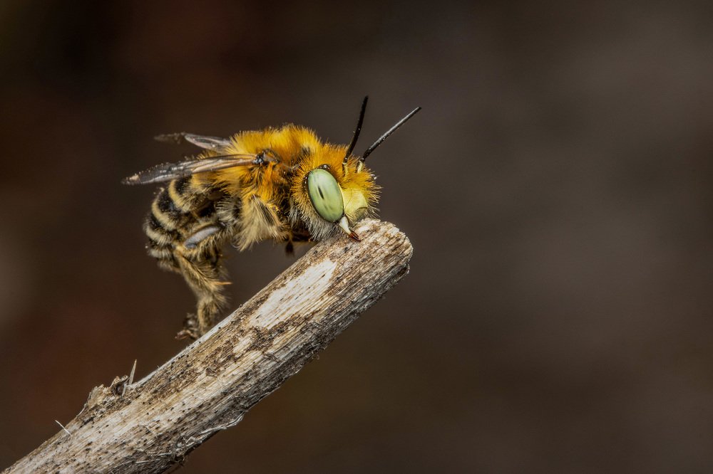 Photograph by heymans Tiffany