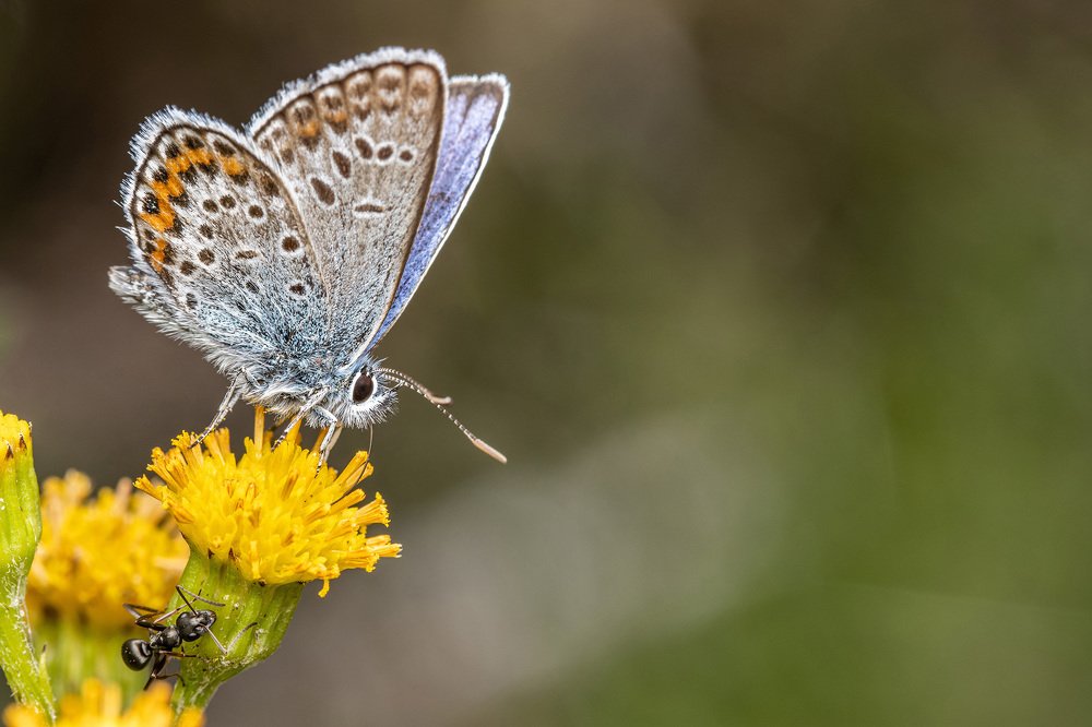 Photograph by heymans Tiffany