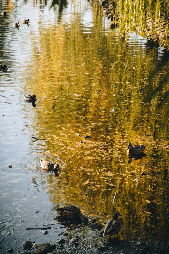 Photograph by Шидловская-Вашкевич Татьяна