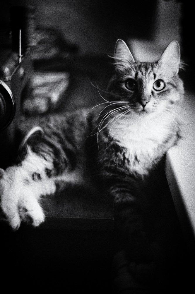 Photograph by Шидловская-Вашкевич Татьяна