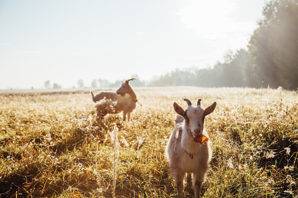 Photograph by Шидловская-Вашкевич Татьяна