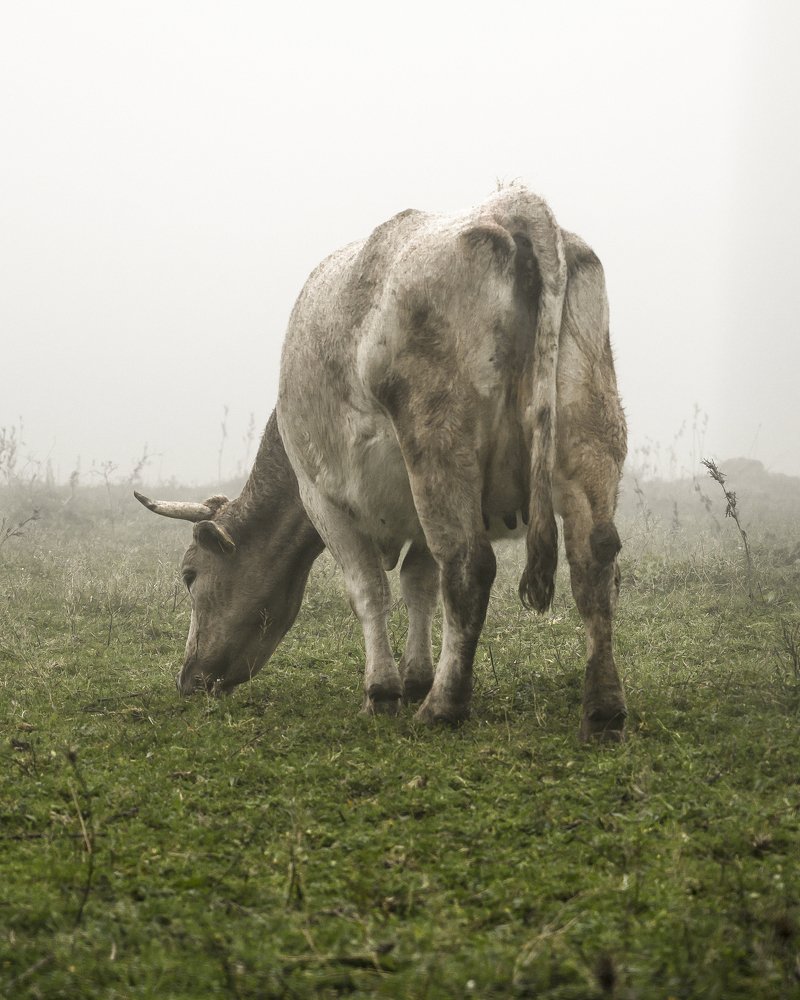 Photograph by avarino caracò