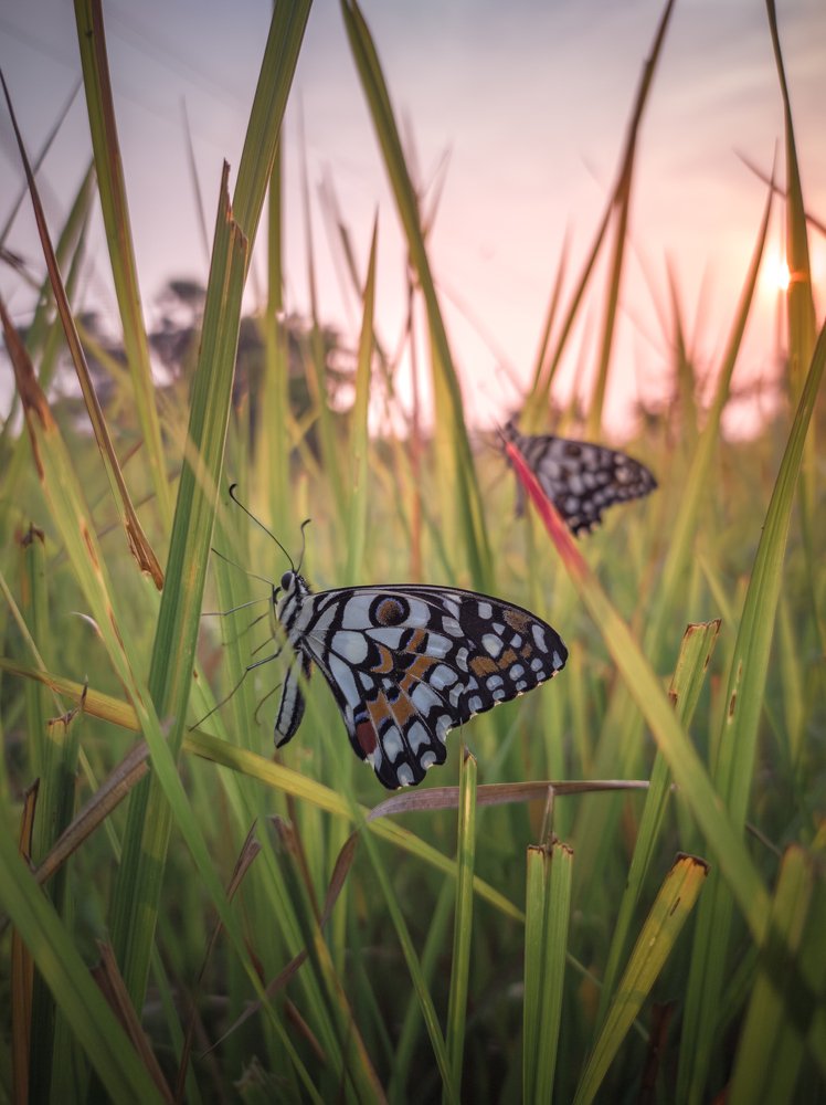 Photograph by Avijit Bhakta