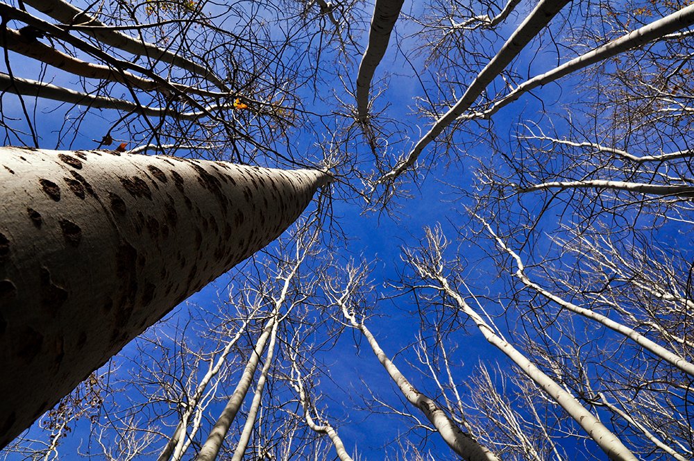 Фотография автора Erfan Rabiei dastjerdi