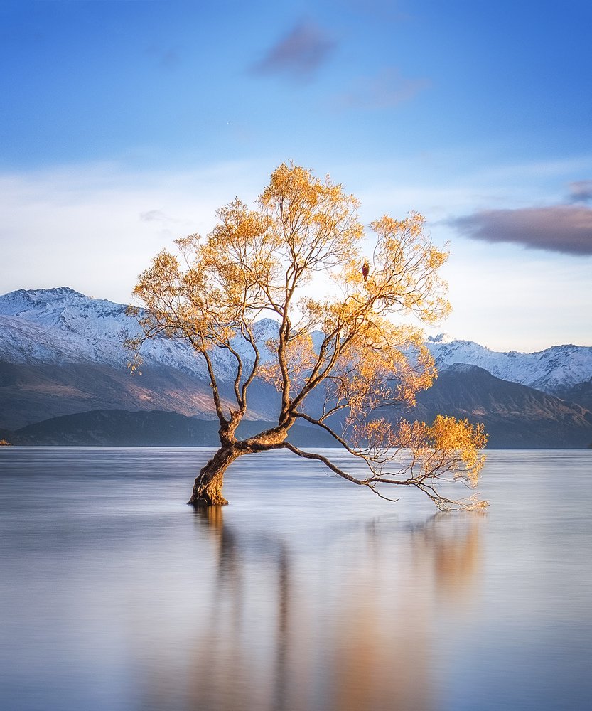 The Wanaka Tree
