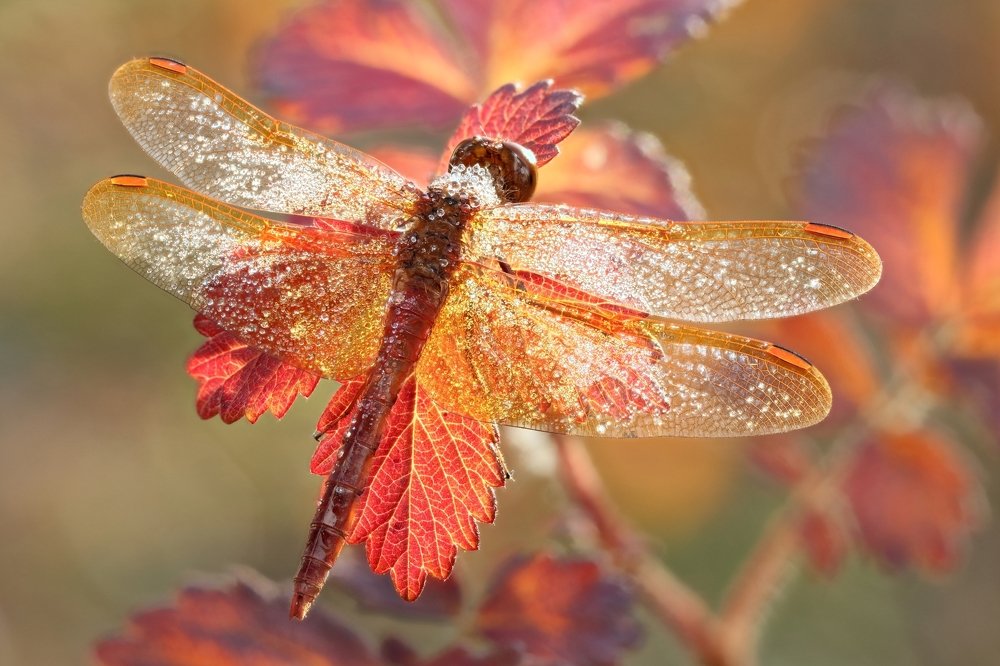 Фотография автора Иван Науменко