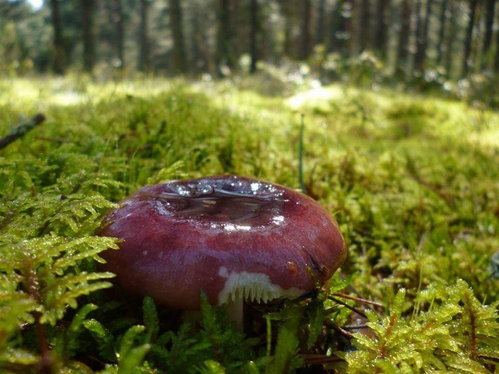 Photograph by Kristiina Soots