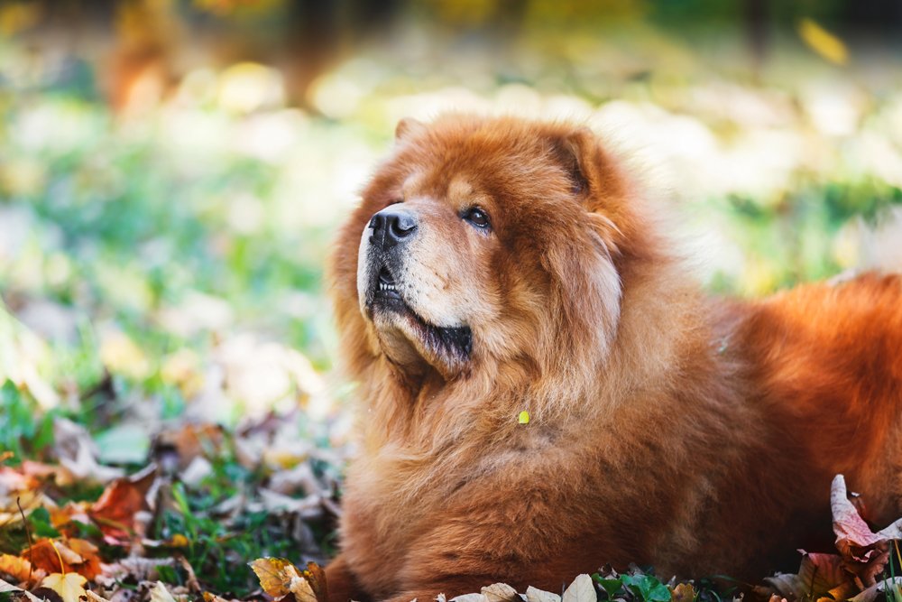Chow Chow dog