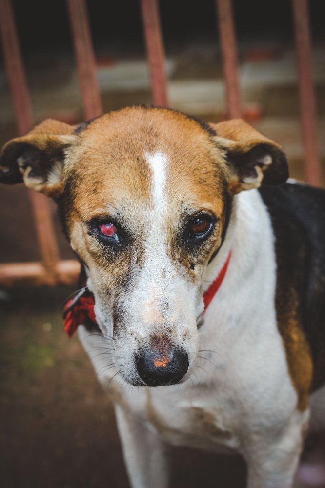 Фотография автора Shibnu