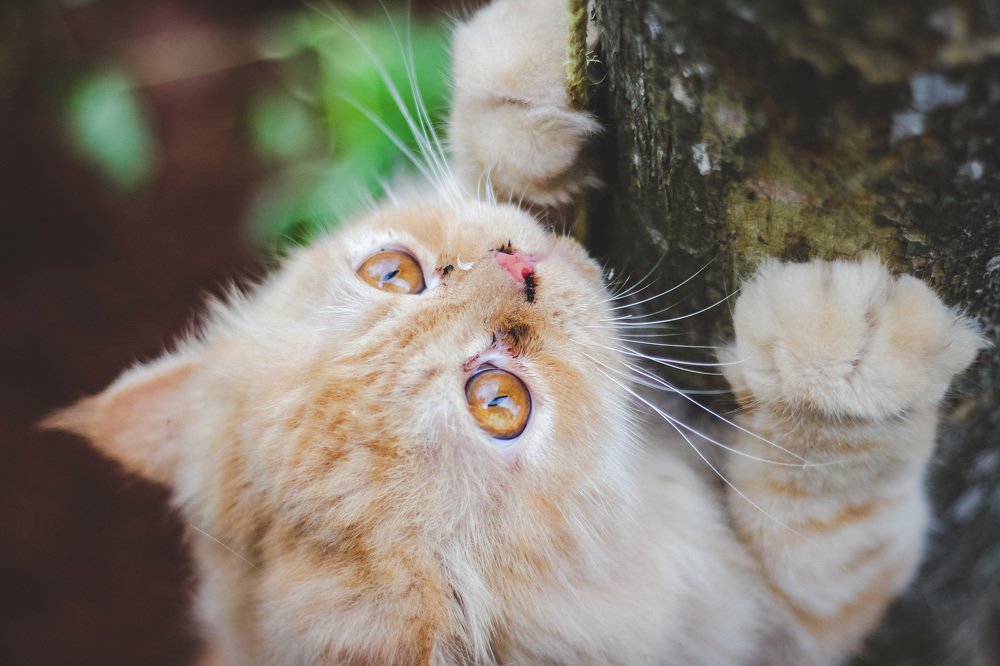 Фотография автора Shibnu