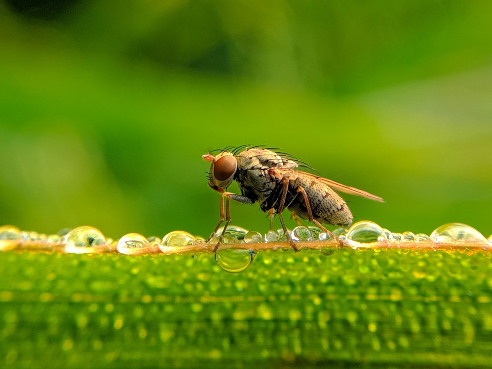 Photograph by Rafsan Siddiquee