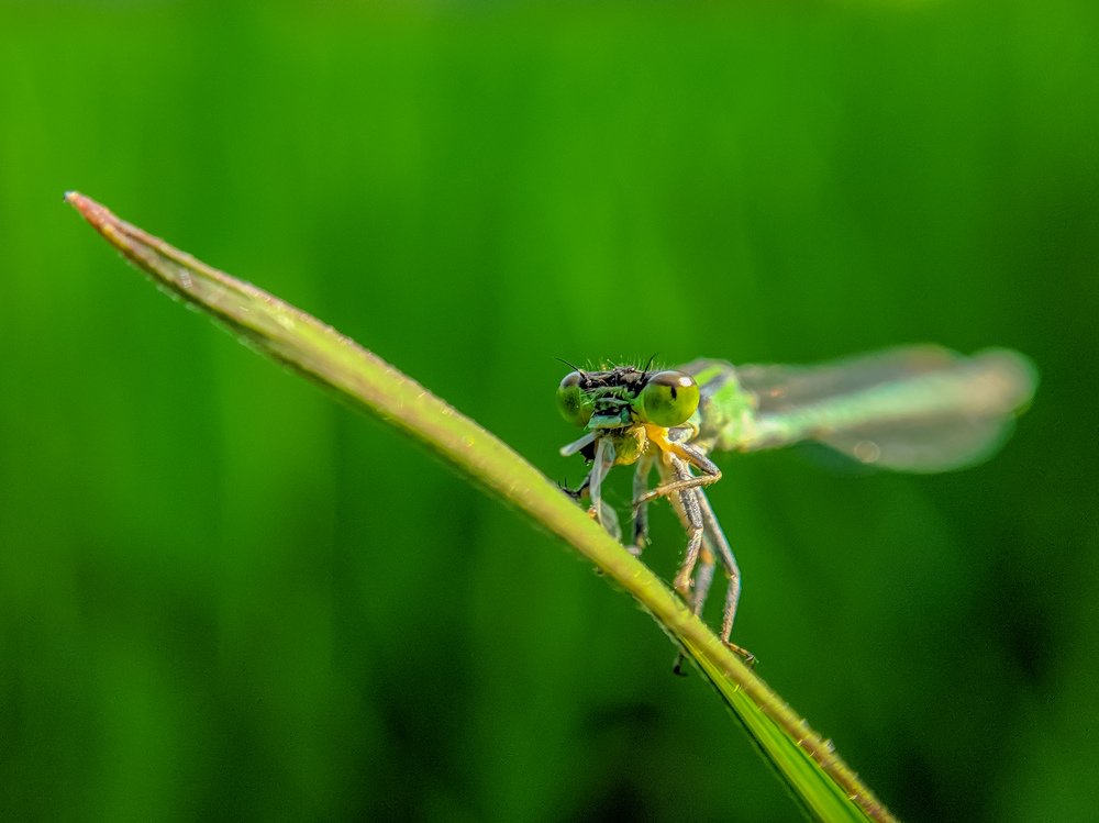 Photograph by Rafsan Siddiquee