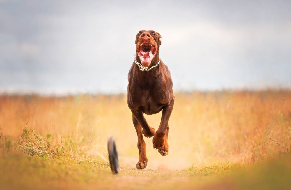 Photograph by Виктория Мамаева